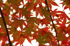 紅葉狩り２０２１