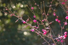 冠梅園