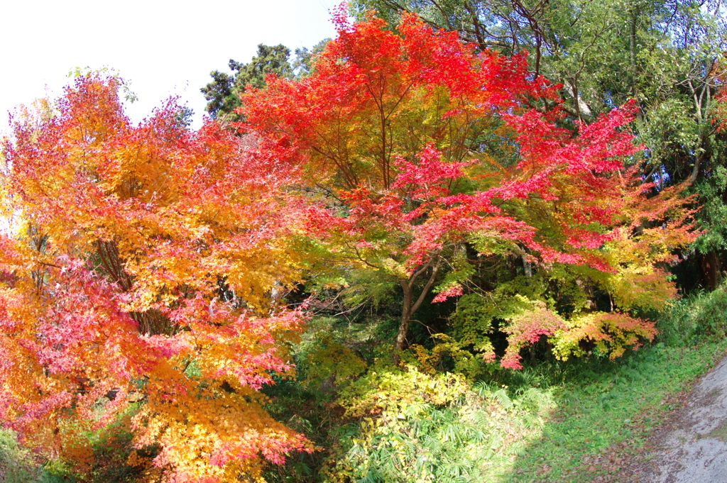 伊藤公記念公園の紅葉