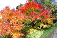 伊藤公記念公園の紅葉
