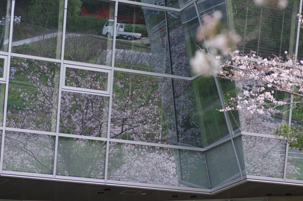 続花見は写真で