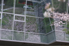 続花見は写真で