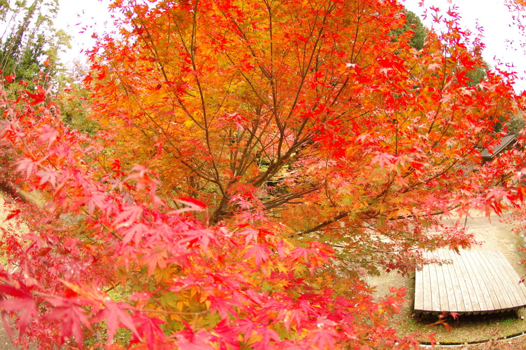 紅葉狩り２０２１