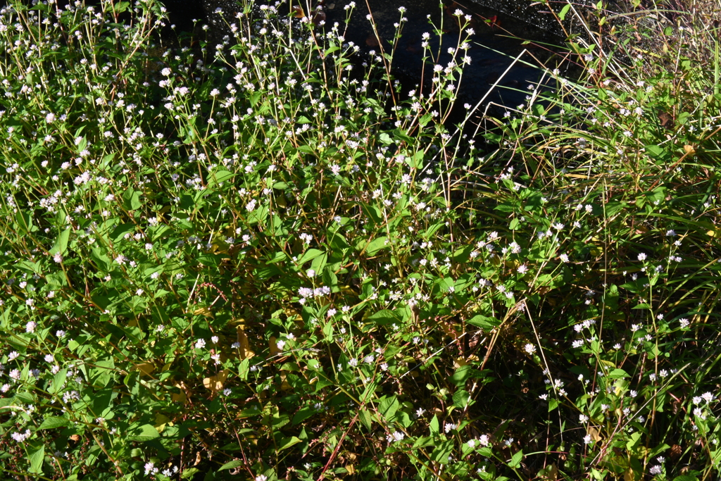 スポーツ公園内でウォーキング撮影