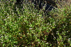 スポーツ公園内でウォーキング撮影