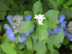 果子乃季 あじさい園 別感性から