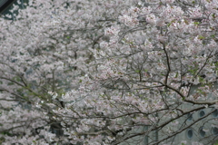 雨上がり一人でお花見