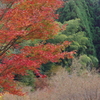 親子で紅葉狩り