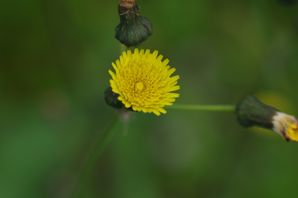続花見は写真で