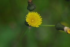 続花見は写真で