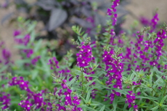 やまぐちフラワーランド