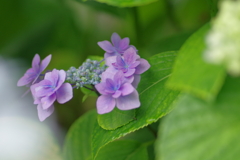 実家庭の紫陽花