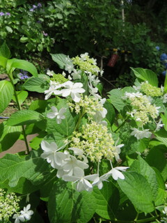果子乃季 あじさい園 別感性から