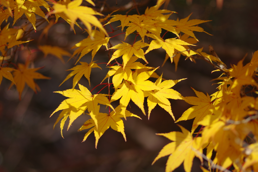 伊藤公記念公園の紅葉