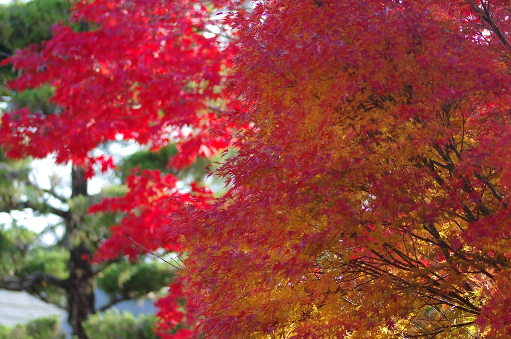 伊藤公記念公園の紅葉