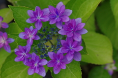 次々開花する紫陽花