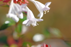 ハナゾノツクバネウツギ