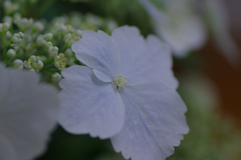 母の日に送った花