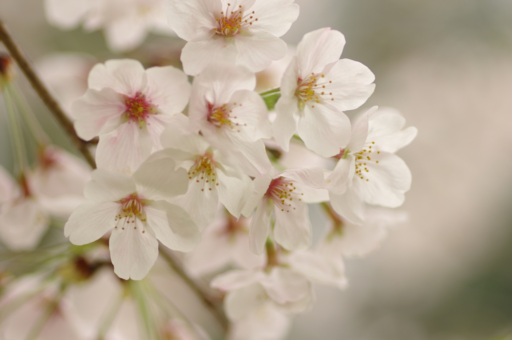 雨上がりお花見2021