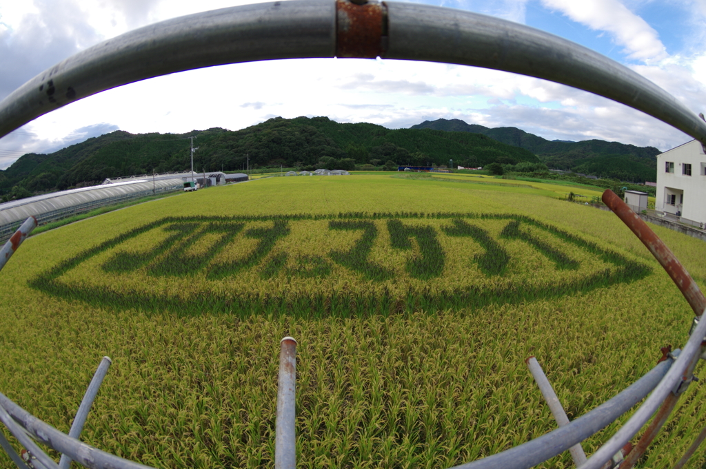 コロナにマケナイ（田んぼアート2020）