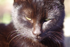 black cat