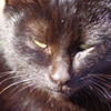 black cat