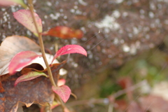 カメラ２台を抱えて紅葉終わり