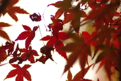 紅葉狩り2019
