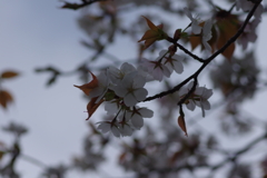 子供を抱えながらの花見