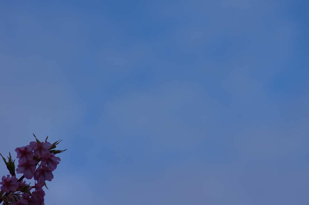 家族で河津桜