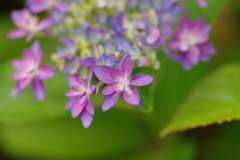 紫陽花シーズン