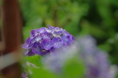 実家庭の紫陽花