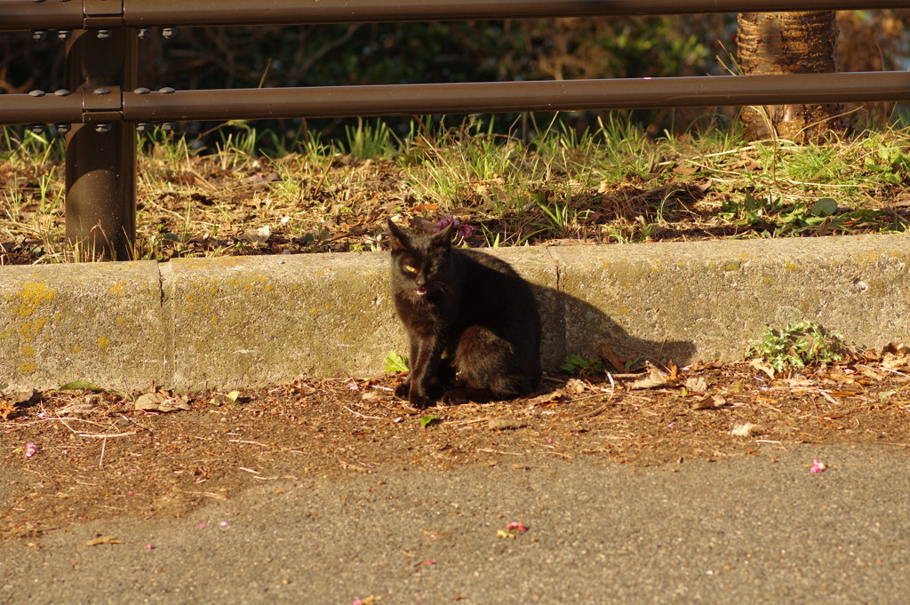 black cat