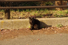 black cat