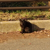 black cat