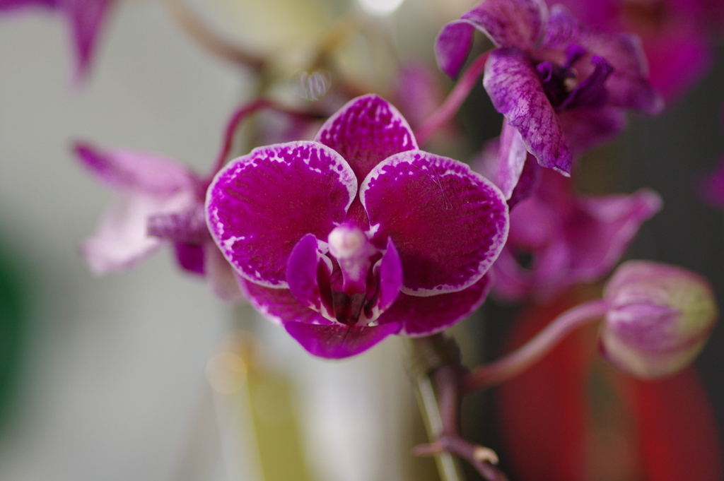 ウェルカムフラワー