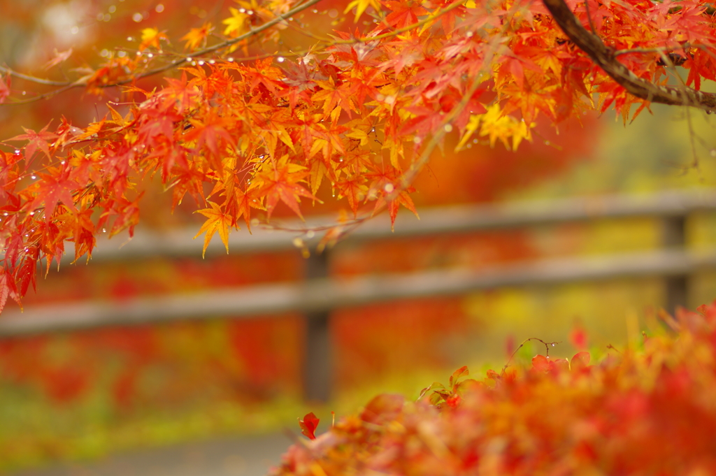 夫婦で紅葉狩り