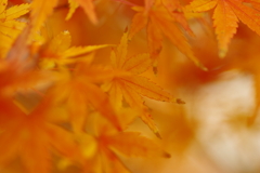 夫婦で紅葉狩り