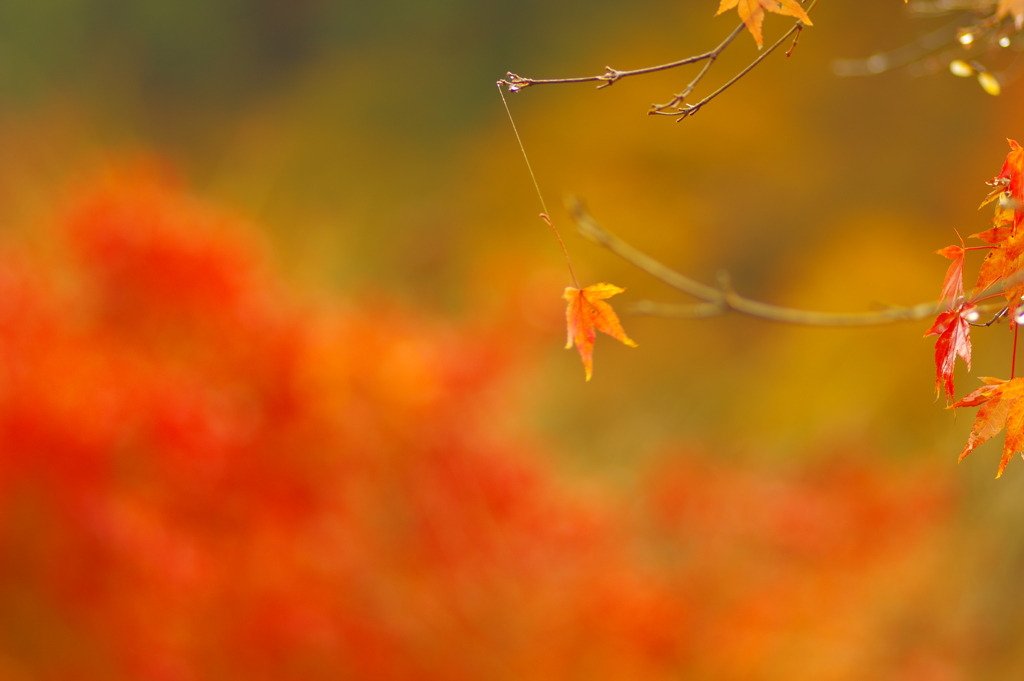 夫婦で紅葉狩り