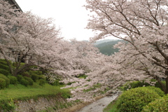 雨上がりお花見2021