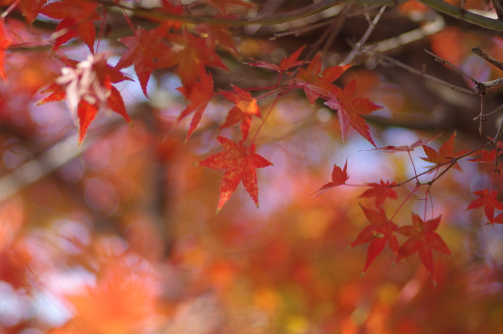 ようやく色づいた庭紅葉