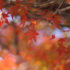ようやく色づいた庭紅葉