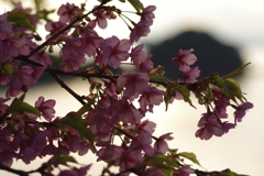 家族で河津桜