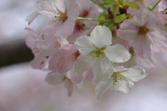 続花見は写真で