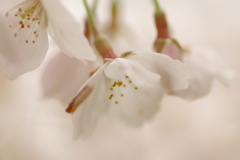 雨上がりお花見2021