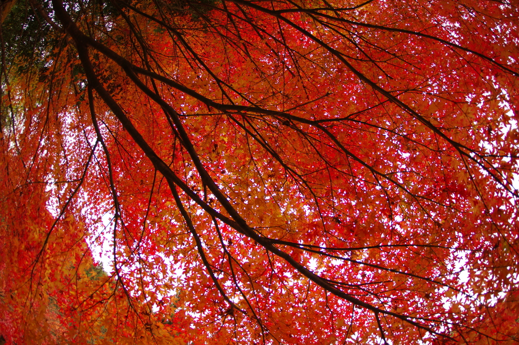 紅葉狩り２０２１