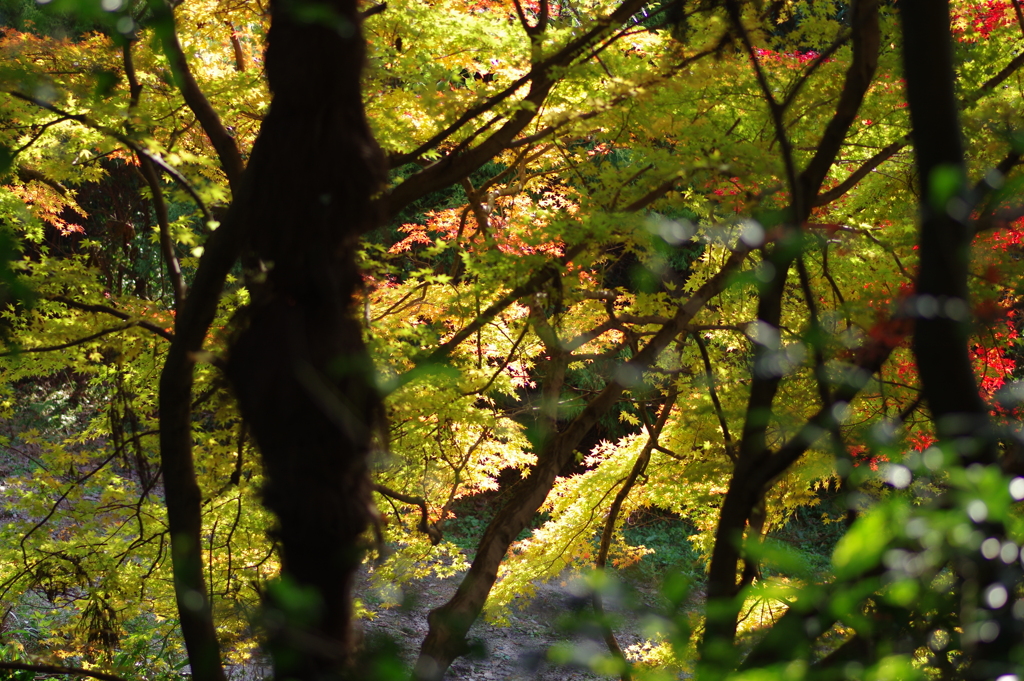 伊藤公記念公園の紅葉