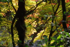 伊藤公記念公園の紅葉