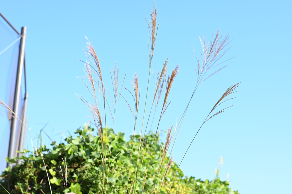 スポーツ公園内でウォーキング撮影