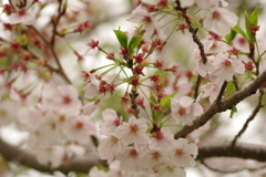 雨上がりお花見2021